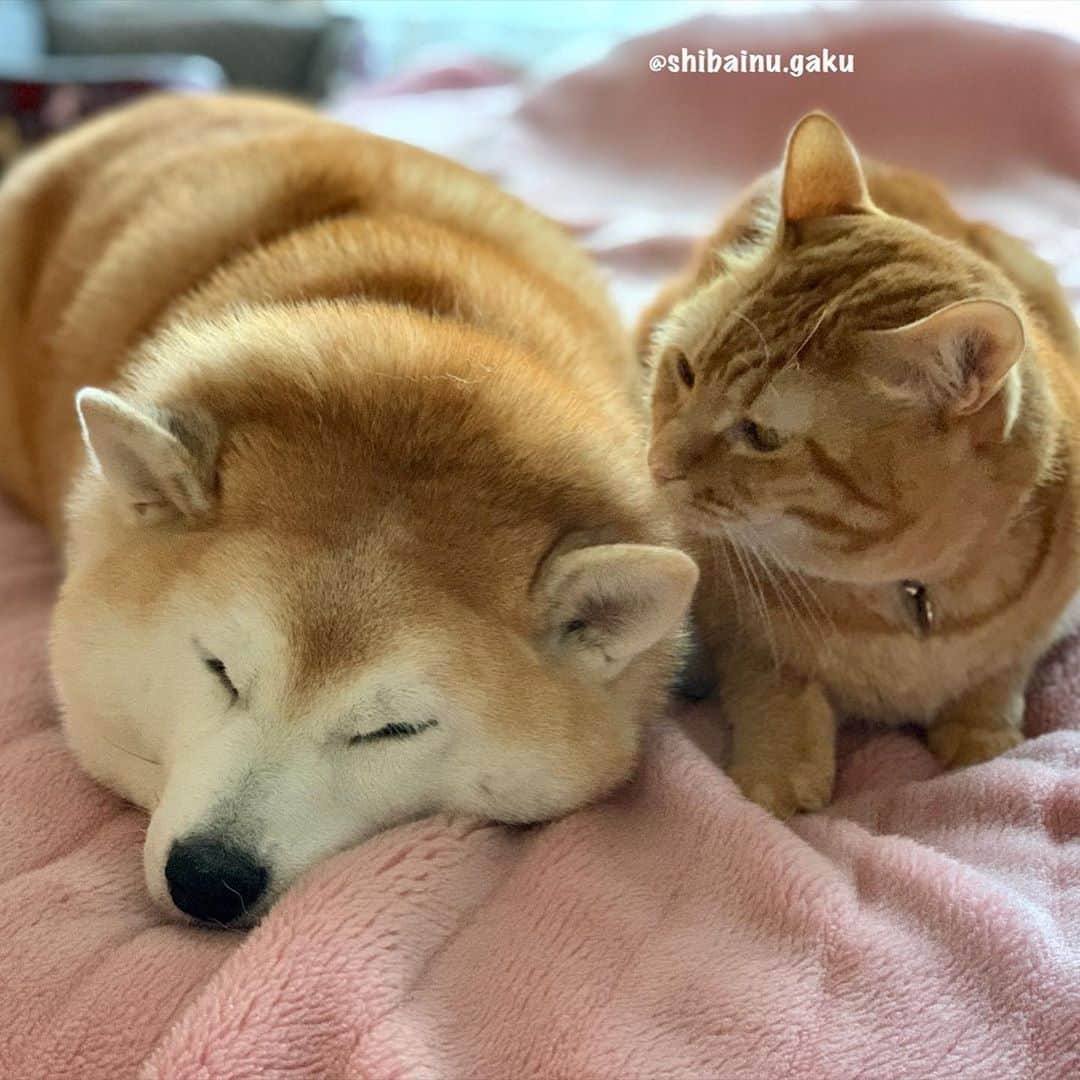 Kazumi-Gakumamaさんのインスタグラム写真 - (Kazumi-GakumamaInstagram)「今朝のふたり➰🐕🐈☀️ *  岳兄ちゃん、朝だよー🌅 起きて〰️😸 *  岳を起こしながらついでにクンクン😼 *  兄ちゃんのこの匂いたまらにゃ〜ぃ😻 *  安心するんだにゃ〜😽 *  岳の匂いが大好きな寅次朗、岳の匂いを嗅いでまた眠くなっちゃったようです😺 🐾----*----*----*----🐾 Torajiro wakes up Gaku and then sniffs😼 Torajiro loves the smell of Gaku😻 🐾----*----*----*----🐾 #柴犬 #岳 #柴犬岳 #柴犬ガク#gaku #shibainugaku #shiba #shibainu #shibastagram #いぬすたぐらむ #dogsofinstagram #寅次朗 #茶トラ #まるどら #gingercat  #にゃんすたぐらむ #catoftheday #岳と寅次朗 #pecoいぬ部 #pecoねこ部 #pecotv #ワンフルエンサー #ニャンフルエンサー #甘えん坊将軍 #今朝のふたり #クンクン #20201109」11月9日 10時09分 - shibainu.gaku