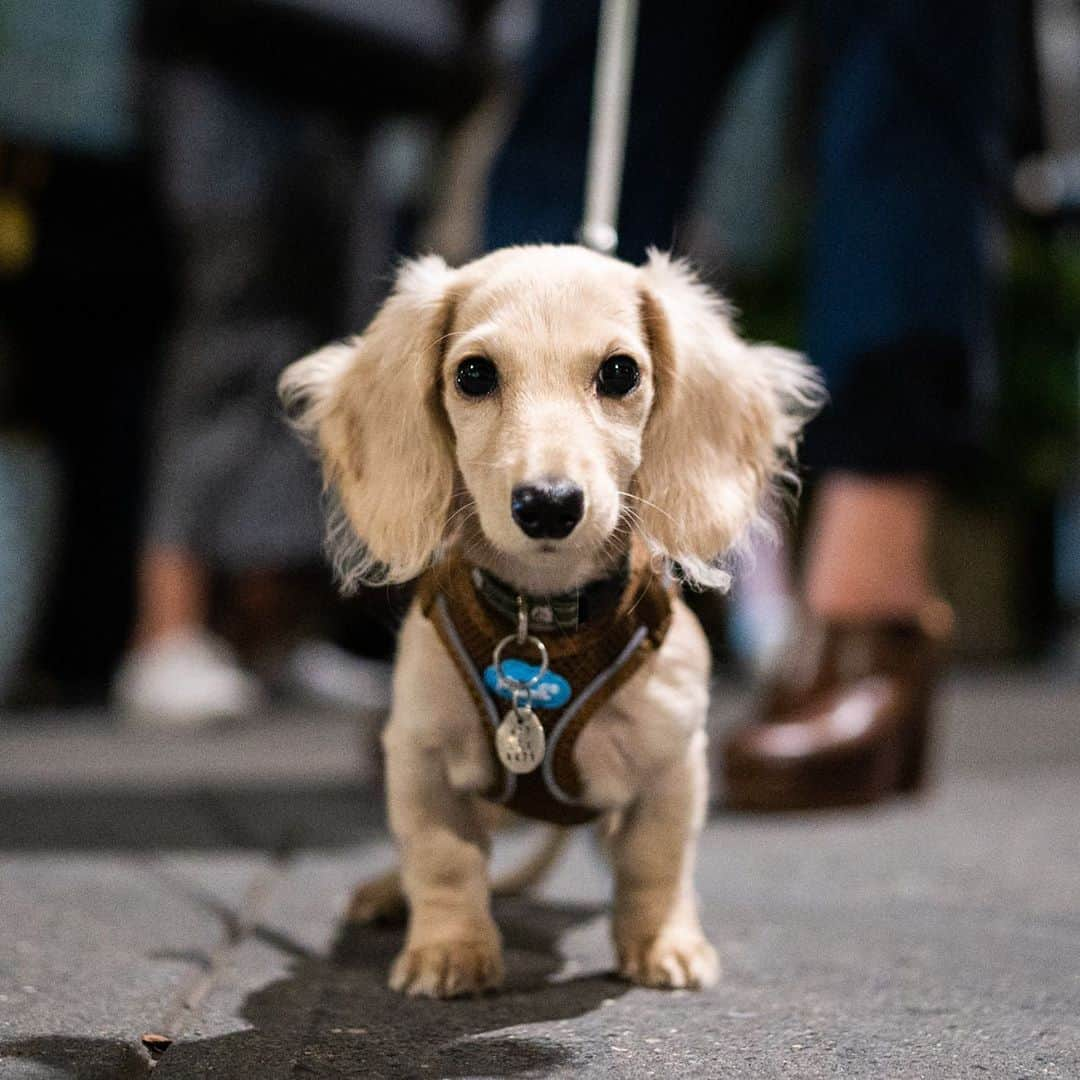 The Dogistさんのインスタグラム写真 - (The DogistInstagram)「Luna, Dachshund (4 m/o), W 4th & Charles St., New York, NY • “She loves to eat her own poop. She can’t wait to gobble it up out of her butt. Other than that she’s great.” @lunathesilkytuna」11月9日 10時19分 - thedogist