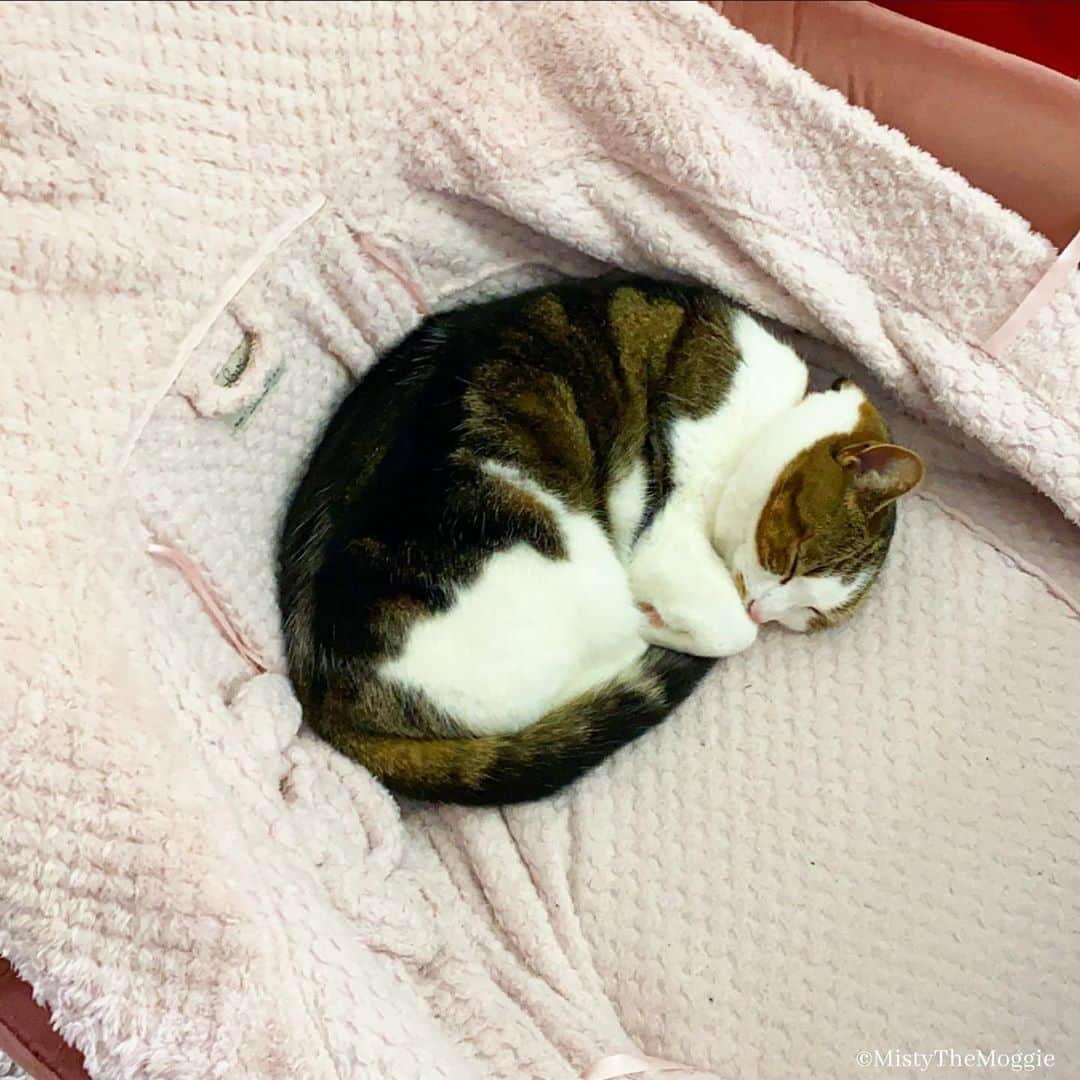 Misty The Moggieのインスタグラム：「Cosy times more now it’s getting colder outside ❄️ What temperature is it by you?」