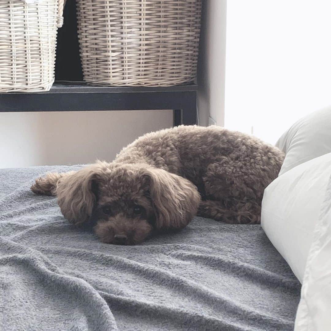 のインスタグラム：「JD #monday #toypoodle #dog」