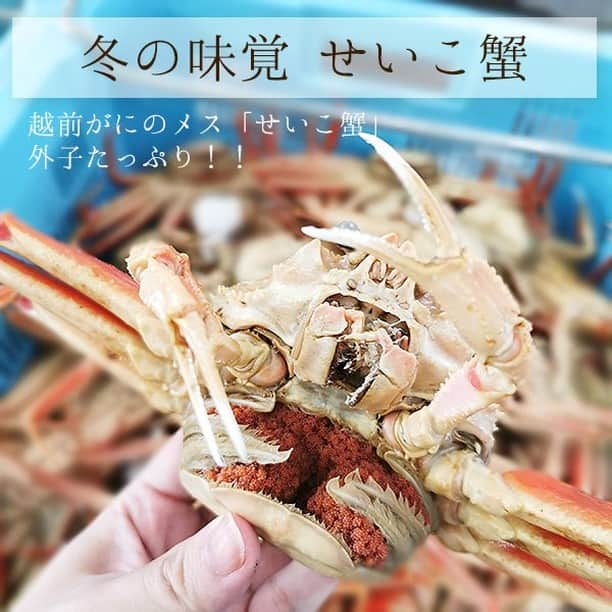 越前かに職人　甲羅組さんのインスタグラム写真 - (越前かに職人　甲羅組Instagram)「こんにちは🦀 甲羅組です！！  本日も #せいこ蟹 入荷しております✨ 外子たっぷりのずっしりした、せいこが入ってまいりました🎵  通販にてご予約頂いておりますお客様で明日の発送が確定しましたお客様には 本日中に発送確定メールをお送りいたします。  茹でたての「せいこ蟹」を冷蔵便でのお届けとなります。 到着まで今しばらくお待ちくださいませ✨  #甲羅組#せいこ蟹#越前がに#福井県敦賀市#福井県#敦賀市#お取り寄せグルメ#楽天グルメ#発送開始#入荷状況#20201109#11月9日#福井グルメ#敦賀グルメ#かに#蟹#カニ」11月9日 11時28分 - kouragumi