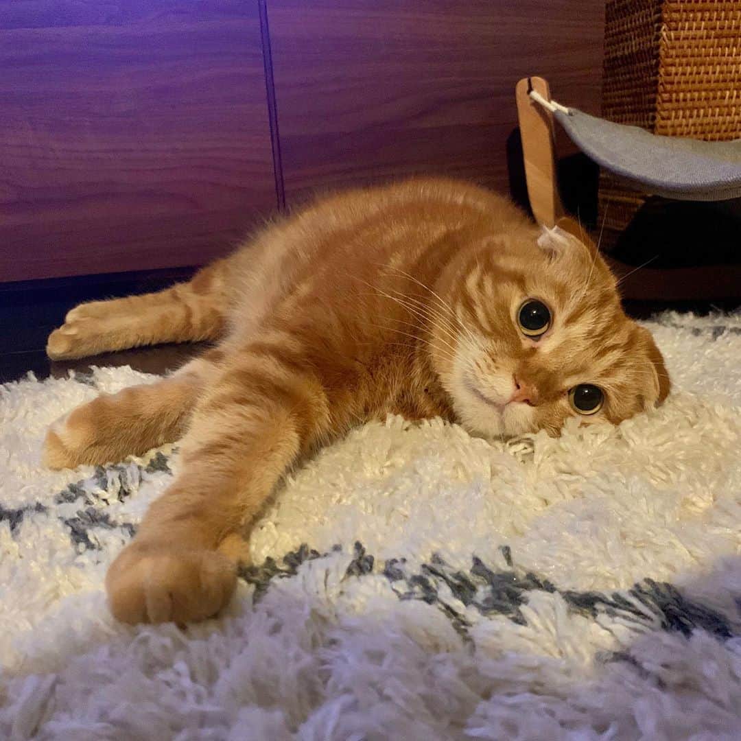 ありおときなこのインスタグラム：「今週もたくさんとろけよ〜  #スコティッシュフォールド#レッドタビー#猫#ペコねこ部#pecoねこ部#cat#scottishfold#みんねこ」
