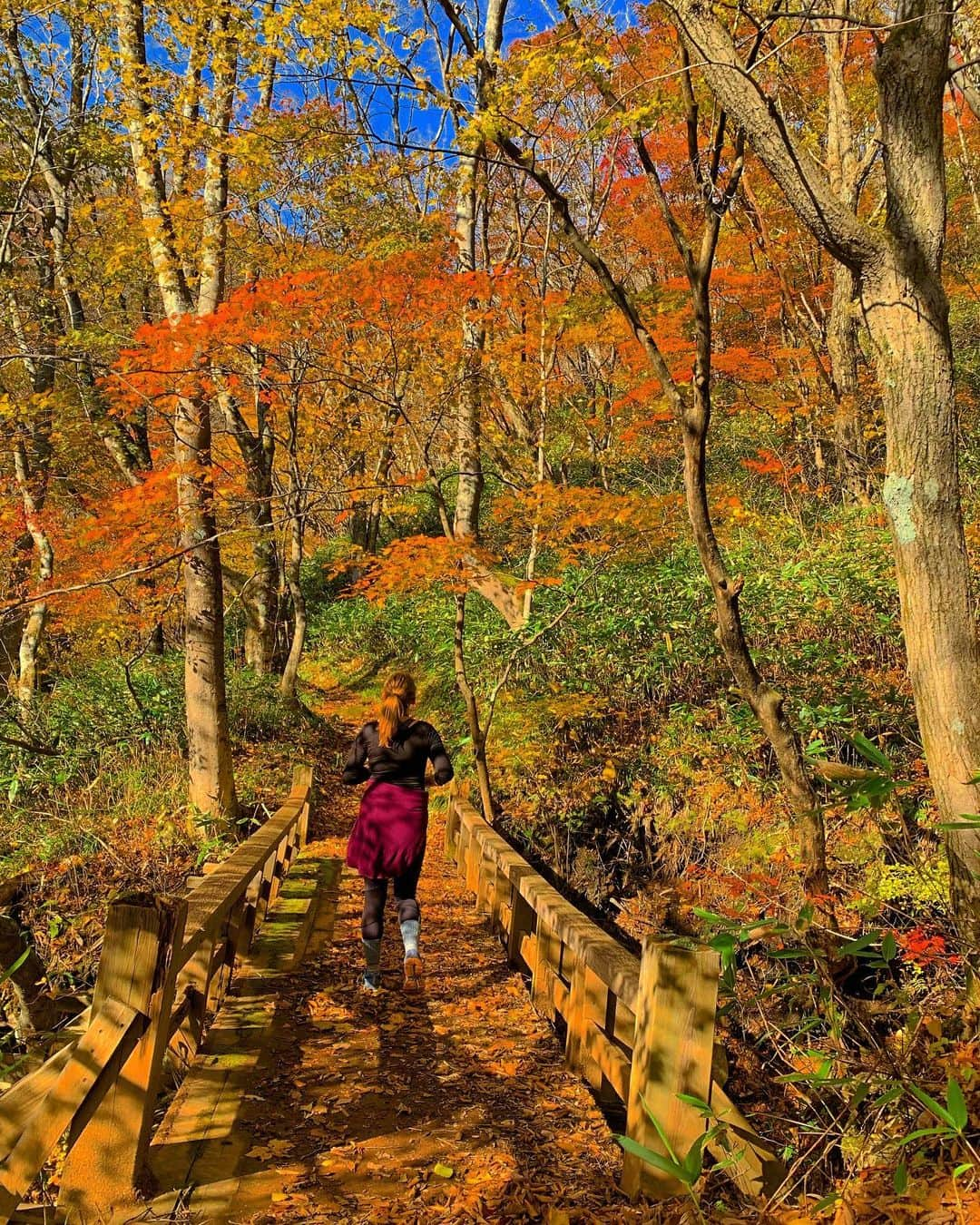 Rediscover Fukushimaさんのインスタグラム写真 - (Rediscover FukushimaInstagram)「Jododaira is now closed for the season and capped with snow, luckily there are some smaller trails lower down the mountain that are still boasting bright autumn colors. 💕  Check our website for more on Autumn in Fukushima!   https://fukushima.travel/seasons/autumn  🏷 ( #fukushima #hiking #hikingadventures #hikingculture #active #activelifestyle #japan #autumn #fall #fallcolors #autumnleaves #hikergirl #visitfukushima! #cottagecore #autumnal #travel #walking #nature #neature #crisp #outdoors #outdoorsjapan #northernjapan #touhoku #福島県　#アウトドア　#散歩　#ヤマガル　)」11月9日 11時44分 - rediscoverfukushima