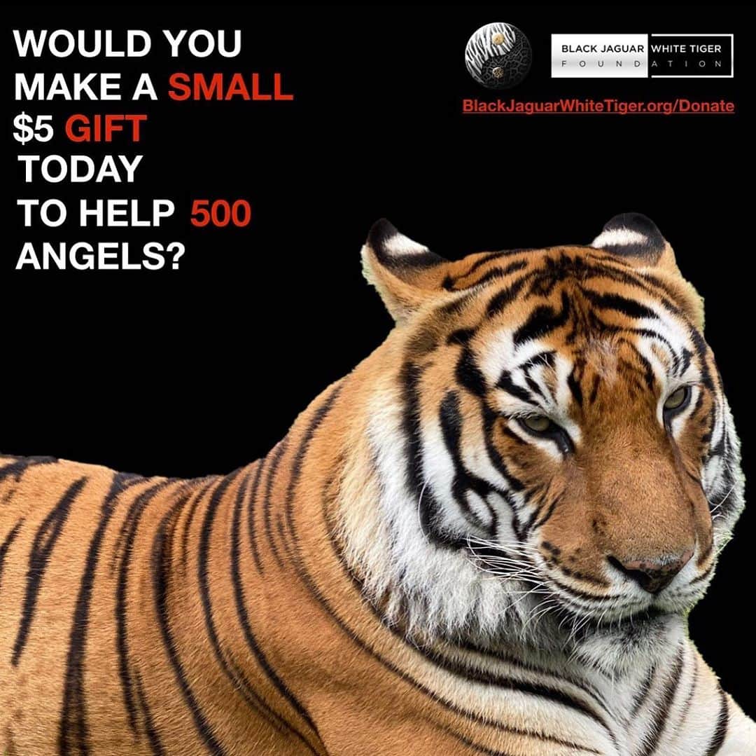Black Jaguar-White Tiger さんのインスタグラム写真 - (Black Jaguar-White Tiger Instagram)「Your donation saves lives. Active link to donate on our bio or at www.BlackJaguarWhiteTiger.org/Donate」11月9日 11時48分 - blackjaguarwhitetiger