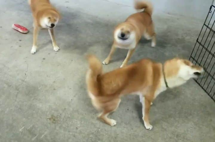 柴犬たま Shibainu Tamaのインスタグラム