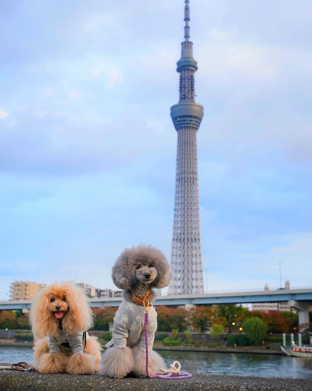 Toypoodle Mikuru?Asakusa Tokyoのインスタグラム：「20201108 Sunday. 浅草集合😆 ということで、お友達が遊びに来てくれました🥰 雷門で待ち合わせして(写真はない) まずはlunch🍻ですよ‼️ 焼肉ちゃっぴー @chappie_kick でオニク🥩 みきゅるんはオニクが焼き上がるまで我慢できない様子でした😅 飼主もオニクで乾杯🍻 お腹いっぱいいただきました😆😆😆 その後は東京ミズマチまでお散歩。 集合写真に悪戦苦闘し😅 スカイツリーのライトアップが始まるのを見計らって移動しました。 現在はクリスマスのライティングですよ♥️ この日はキャンドルツリーでした☺️ . 観光客が多くて、撮影スポットでは殆ど写真撮れませんでしたが、次回は早朝に来てください😹 ガッツリご案内いたします👍🏻 . わざわざ足を運んでくれてありがとうございました🙏🏻 また遊びに来てくださいねー😆 . すいかちゃん @marosuisui  ボニーちゃん @bonney_0091  . お馴染み ラフくん @laugh0903  レイちゃん @reira_823 . #tokyoskytree  #焼肉ちゃっぴー #ppモデルごちゃ混ぜ」