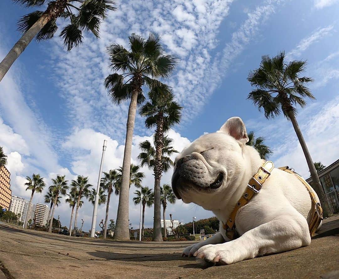 つの丸さんのインスタグラム写真 - (つの丸Instagram)「ここ数日イイ波にもイイ風もイマイチ当たりませんでしたが暖かったのでピートとは楽しく散歩できました。 #frenchbulldog #frenchbulldoglife #frenchbulldoglove #frenchie」11月9日 13時11分 - ge_ha_mob