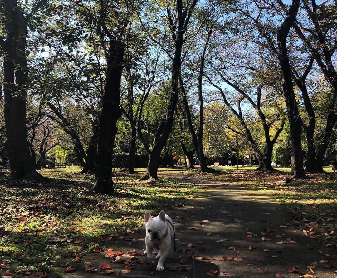 つの丸さんのインスタグラム写真 - (つの丸Instagram)「ここ数日イイ波にもイイ風もイマイチ当たりませんでしたが暖かったのでピートとは楽しく散歩できました。 #frenchbulldog #frenchbulldoglife #frenchbulldoglove #frenchie」11月9日 13時11分 - ge_ha_mob