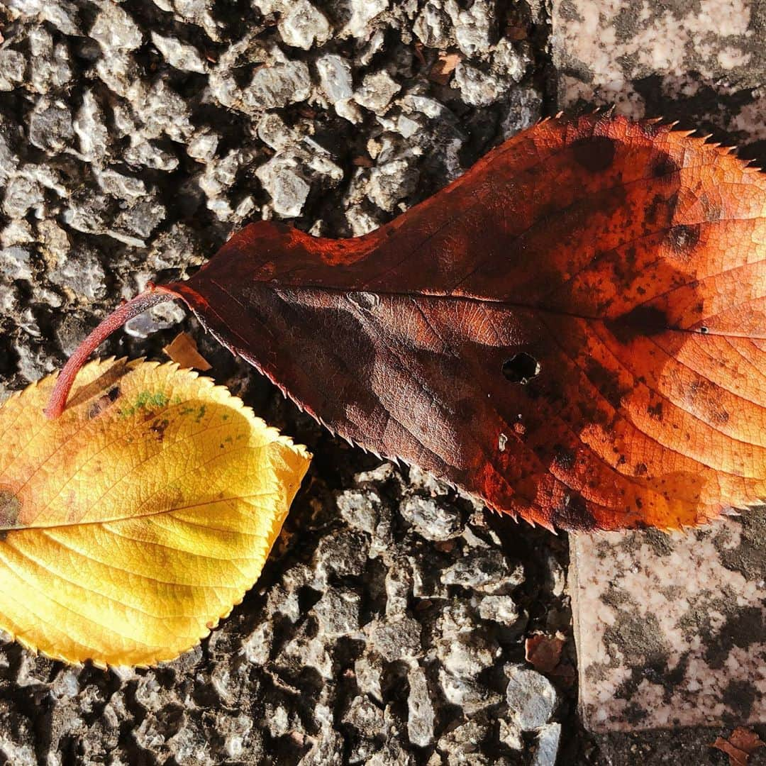 田村有紀さんのインスタグラム写真 - (田村有紀Instagram)「ギザギザが可愛い . . . 🥰🍂🍁ぎざぎざギザギザ . . . .  #秋 #fashion #autumn #秋のコーデ #秋ネイル #紅葉 #もみじ🍁 #tea #和菓子 #茶 #uji #裏千家 #薄茶 #お点前 #旅女 #濃茶 #紅葉狩 #自然満喫倶楽部  #ミニマリスト #シンプルライフ #インテリア #無印良品 #muji #暮らし #楽天roomやってます #鎌倉の家に住みたい宣言 #付箋ノート」11月9日 13時15分 - tamurayuuki_