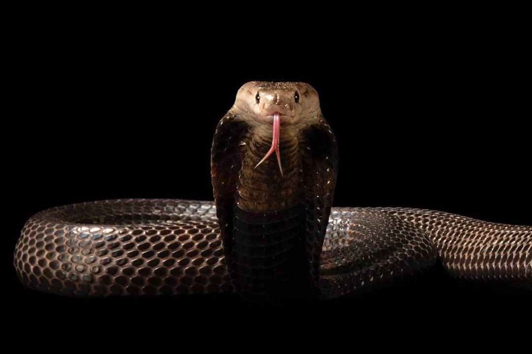 Joel Sartoreさんのインスタグラム写真 - (Joel SartoreInstagram)「The Equatorial spitting cobra is not generally aggressive, but if it feels cornered, it can accurately launch venom several feet directly into the eyes of whatever it feels threatened by, causing temporary or permanent blindness. No warning is given either, as it can shoot the venom without moving its head or body. However, as long as the snake is given plenty of room to move, it is not likely to attack a person - the snake would rather conserve its energy (and venom) for hunting prey like small mammals, frogs, lizards, and other snakes. Photo taken @avilonzooph. #cobra #spittingcobra #equatorial #equatorialspittingcobra #snake #spitting #venom #PhotoArk #savetogether」11月10日 0時17分 - joelsartore