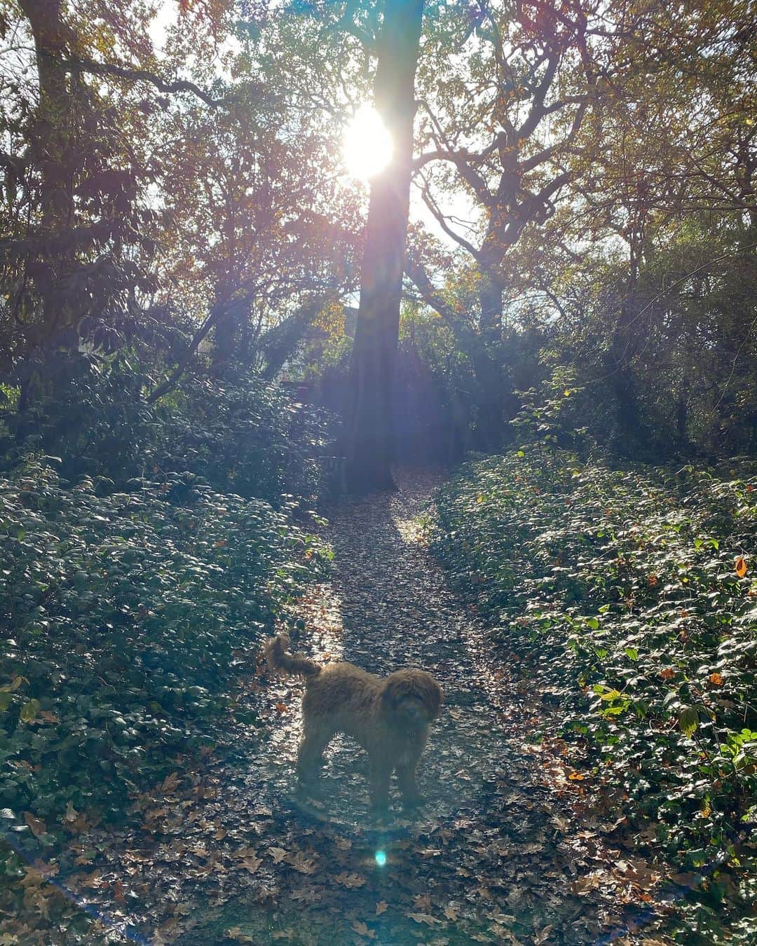 ケリー・ブルックさんのインスタグラム写真 - (ケリー・ブルックInstagram)「Into the Woods 🎭 #LittleWood #LittleOakWoodAmphitheatre  #Magical #HiddenGem #Exploring #Nature #RoadLessTravelled 🍄🎭🍄🌳 @gardensuburbtheatre」11月9日 23時00分 - iamkb