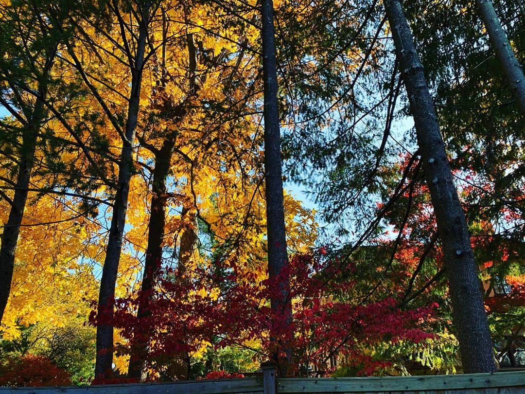 クリステン・コノリーのインスタグラム：「🍁peeping🍁」