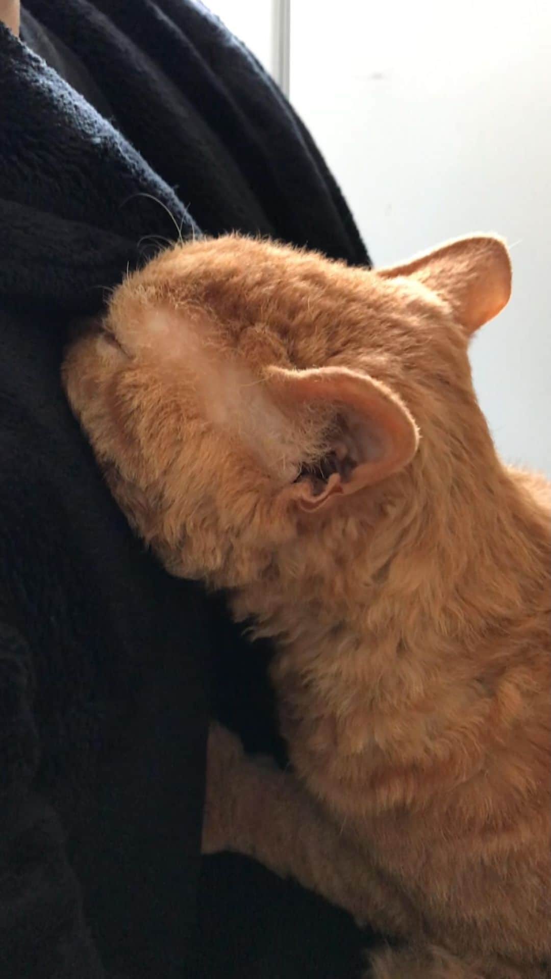のインスタグラム：「09/11/2020 Happy Monday! ・ Pimms trying to suckle from human dad🍼 Have a wonderful week everyone! ・ ・ 過去動画ですが、 旦那にフミフミちゅーちゅーするピム丸動画をリールでお届け😂 まるでミルクを飲んでいるかのよう。笑 人間と猫の垣根を越えた気がした🍼👶 ピム丸はいつも不機嫌そうな お顔をしているけれど とても甘えん坊で寂しがり屋。 家族が集まっているところに必ずいます。 ギネスは私がいるところにさえ 居られればいいというタイプ。笑 それでは 今週もよろしくお願いします♩」