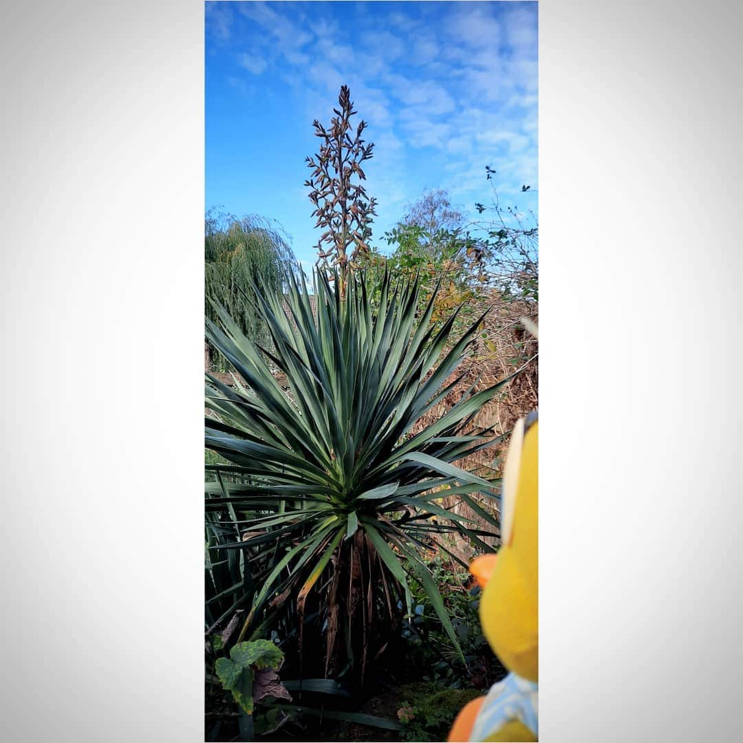 Little Yellow Birdさんのインスタグラム写真 - (Little Yellow BirdInstagram)「It's Monday, and there's more bad news: sadly my yucca didn't make it to a full bloom. And now it's stuck like this😕. #littleyellowbird #tweety #tweetykweelapis #adventures #yellow #bird #monday #mondayssuck #mondayblues #startoftheweek #badnews #yucca #autumn #fall #herfst #garden #gardenlife #november #stuffedanimalsofinstagram #plushiesofinstagram」11月9日 23時09分 - tweetykweelapis