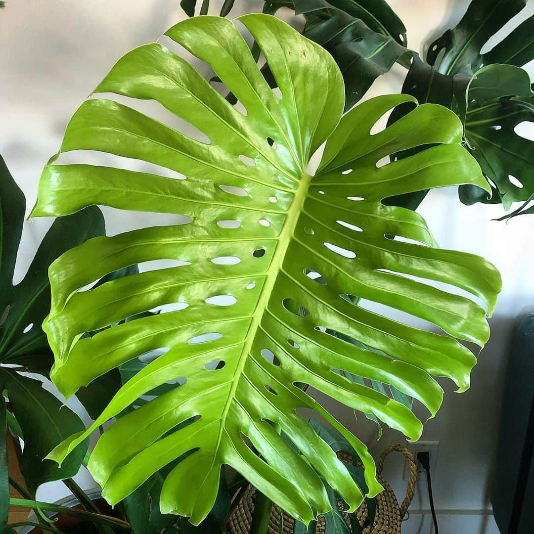 マディソン・ハベルのインスタグラム：「Sarabi (our big mama monstera) has a new leaf. In fact, many of our plants are still actively growing. This is my first winter with houseplants...can anyone tell me if they stop at some point?  . #monsteramonday」