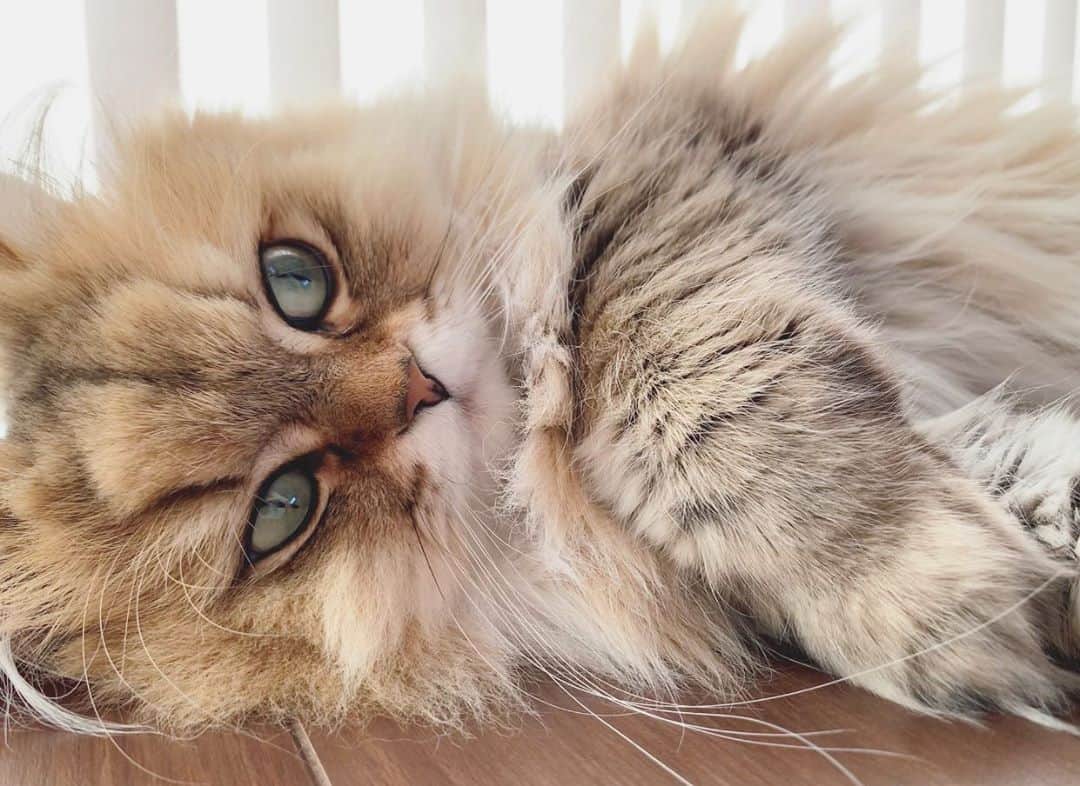 にこのインスタグラム