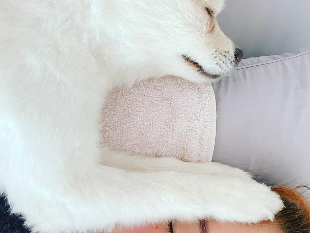 ユン･ボミさんのインスタグラム写真 - (ユン･ボミInstagram)「우리숭늉이❤️처음만났을땐 이렇게도 이쁜 아가를 누가 버렸을까 매일 불쌍하고 슬프기만했는데 어느순간 누나한테는 한달간큰선물이었고!더좋은 주인만나라는뜻이구나 라는 생각이 들었어! 좋은추억만들어줘서 너무고마워 그리고 더더 고마운 내친구소정이 숭늉이랑 평생 좋는추억남겨 누나가 자주 보러 놀러갈게 사랑해❤️-어떤이유에서든 너를 버린 그누군가는 절대 용서하지말자-」11月9日 23時43分 - __yoonbomi__