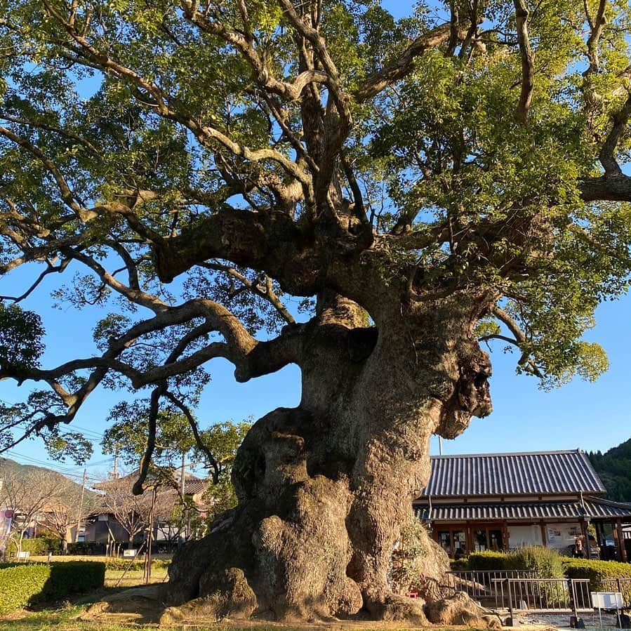 熊谷真実さんのインスタグラム写真 - (熊谷真実Instagram)「大楠様、第三弾！ 佐賀県、川古の大楠様。 素晴らしい！ エネルギー半端ない！ 美しい。 完璧な造形。  来てよかった #熊谷真実#かわごのおおくす #大楠大好き #素晴らしい景色 #来てよかった」11月9日 23時52分 - mami_kumagai310