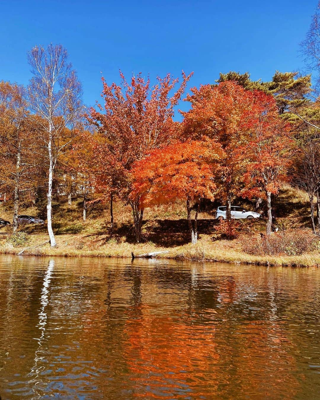 高橋菜摘さんのインスタグラム写真 - (高橋菜摘Instagram)「🍁 笑い声が聞こえてくるような この写真大好き🤍 たまたま見れた紅葉が まぁ綺麗でラッキーだったな . #カナディアンファーム ふと探したらとても素敵な場所を発見。 ずーっと心のどこかで こんなような場所が欲しいって 思ってたからかな？ 行った瞬間にもう知ってるような なんか不思議な気分だった。 湘南にもあったらと思ってたけど ここはここにあったことが とてつもなく正解に思えた。 . 笑顔いっぱいの旅楽しかったな🤍 ここ数ヶ月毎週のように キャンプしたり旅行に行ったり それもこれもしばらく行けなくなる 前兆の動きだったのかな？ 急に希望の場所に土地が出て バタバタと始まった家づくり。 ちょっとだけ今はお出かけ我慢！ だけど日帰り数時間だけでも癒されに カナディアンファーム 行っちゃったりしそうなてへぺろな私。 . . . #八ヶ岳 #長野 #原村 #紅葉 #落ち葉 #秋 #家族  #家族旅行 #おすすめスポット #旅行 #紅葉狩り  #nagano #japan #familytrip #autumn #leaf」11月10日 0時06分 - natsu128