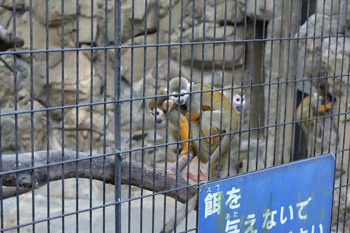 東京福祉専門学校さんのインスタグラム写真 - (東京福祉専門学校Instagram)「こども保育科の1年生が課外授業で『行船公園』に行ってきました🐒 今回はその様子をご紹介します✨ 公園に大型、小型それぞれの遊具があり、猿などの動物を観ることもできる人気の公園です👧💕 西葛西駅から徒歩15分の場所にあるので、お近くの方はぜひ足を運んでみてください🙌🎶  #東京福祉専門学校 #保育士 #幼稚園教諭 #西葛西 #行船公園 #行船公園自然動物園 #課外授業」11月9日 15時27分 - tokyo_fukushi