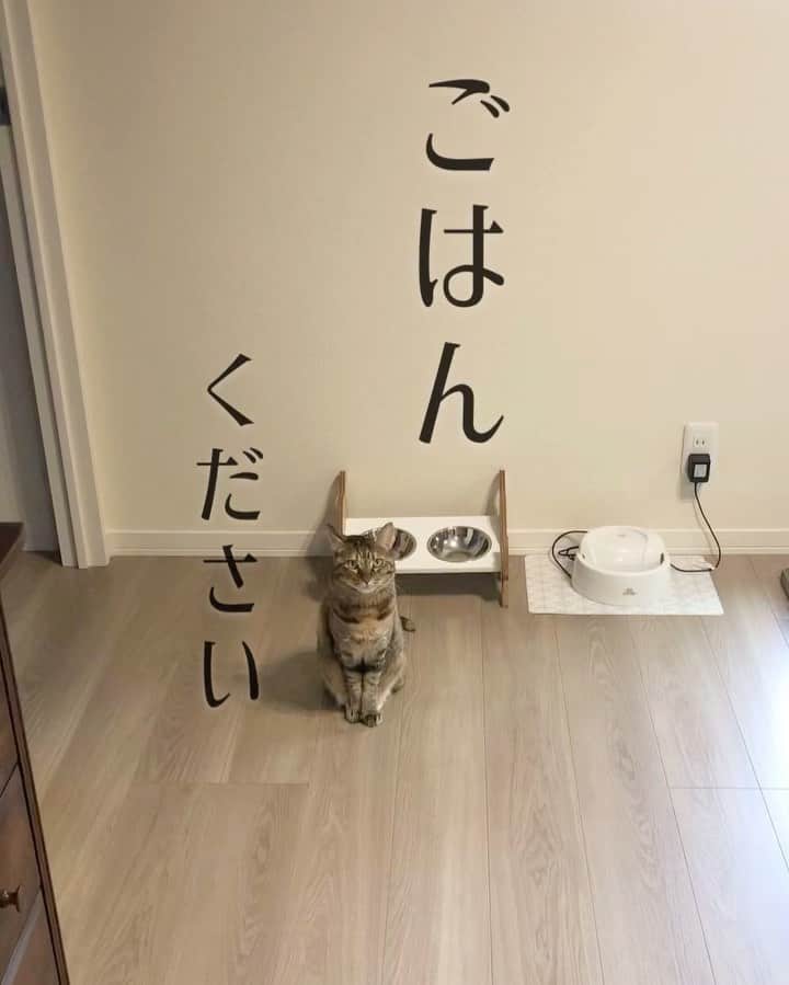 福田多希子のインスタグラム：「圧が…  #お母さんご飯ください #私はスタンバイしています  #待ってまだ2時間早いよ  #キジトラ#5歳 #キジトラ女子部 #キジトラ部  #保護猫 #保護猫と暮らす #保護猫出身  #保護猫を」
