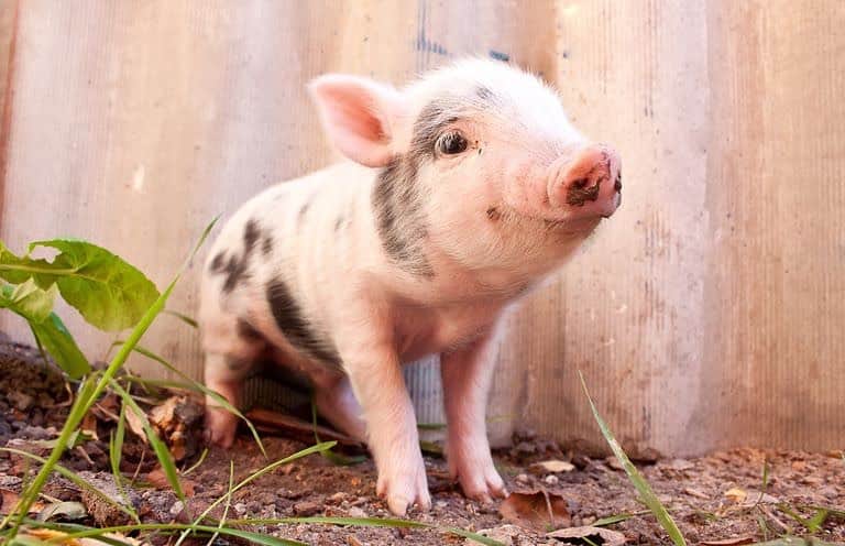 Baby Animalsさんのインスタグラム写真 - (Baby AnimalsInstagram)「Why are piglets so cute! 🐷」11月9日 16時13分 - thebabyanimals