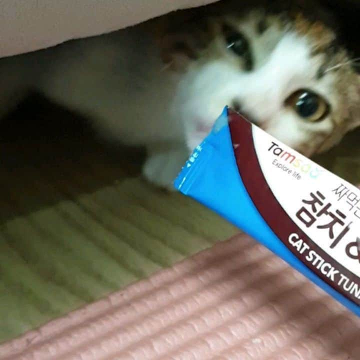 ソン・ウンソのインスタグラム：「간식먹이기힘들고만ㅋㅋ 먹고는싶고,나오기는무섭고?  #길냥이#임보#사지말고입양하세요#삼색이#치즈」