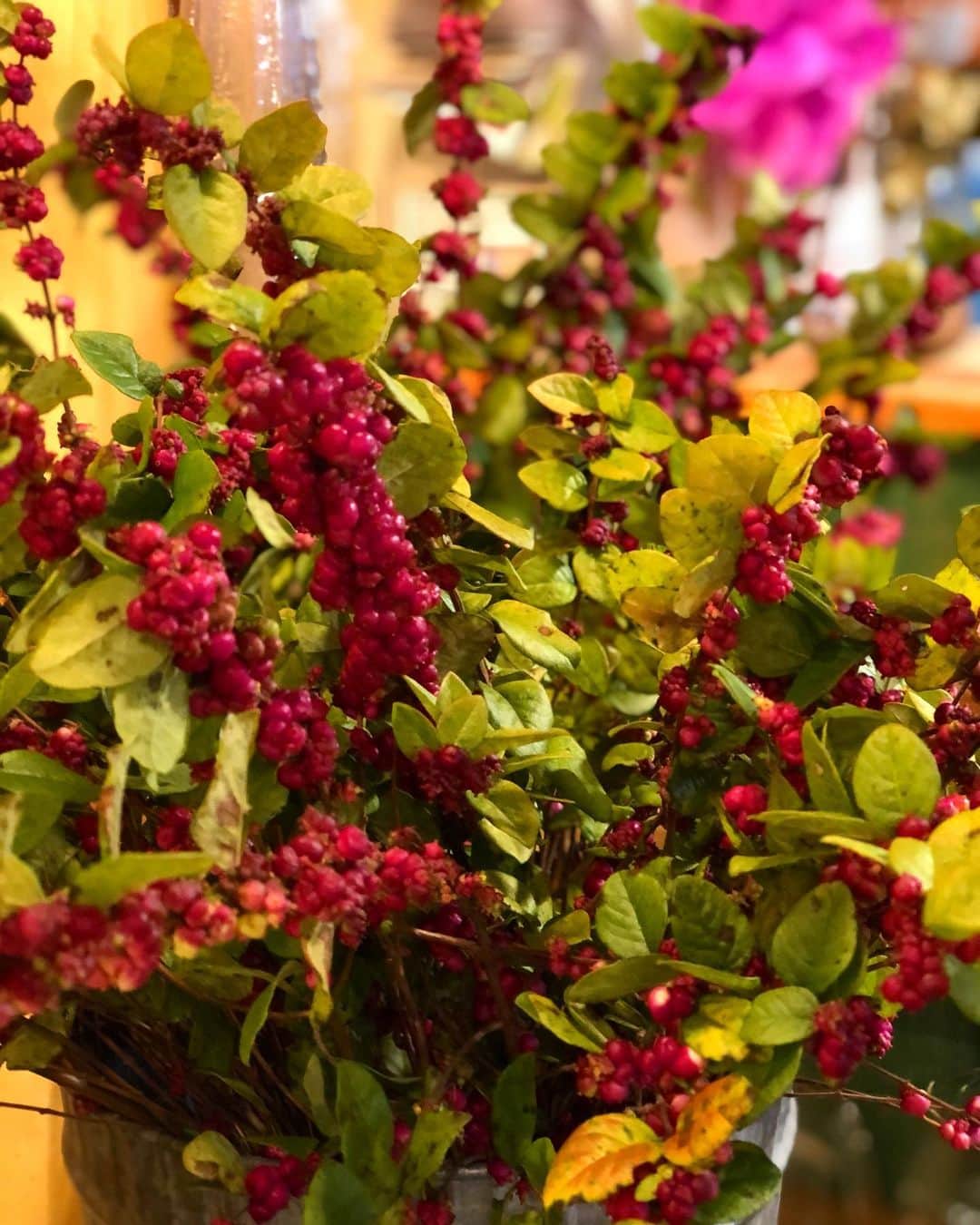 アンヘロ・カロ・ヌエバスさんのインスタグラム写真 - (アンヘロ・カロ・ヌエバスInstagram)「冬が来る前に、チューリップやスイトピーがやって来ました。 そして、モミやネズの木も入って来ました。 季節感めちゃくちゃです… でも、綺麗なんでオールオッケーなんです。  #flowers  #花のある暮らし  #ドライフラワー #ドライフラワーのある暮らし」11月9日 16時45分 - caro_angelo