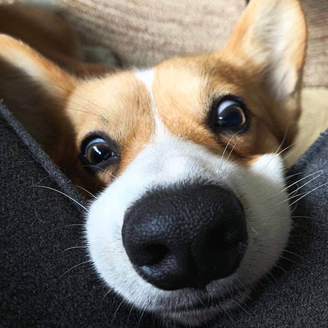 8crapさんのインスタグラム写真 - (8crapInstagram)「Hey I heard you need to do a boop? 👀 - Want to get featured like him? Join “The Barked Club” on FACEBOOK and post something now! 👉 barked.com - 📷 @corgi.barney - #TheBarkedClub #barked #dog #doggo #Corgi」11月9日 17時00分 - barked