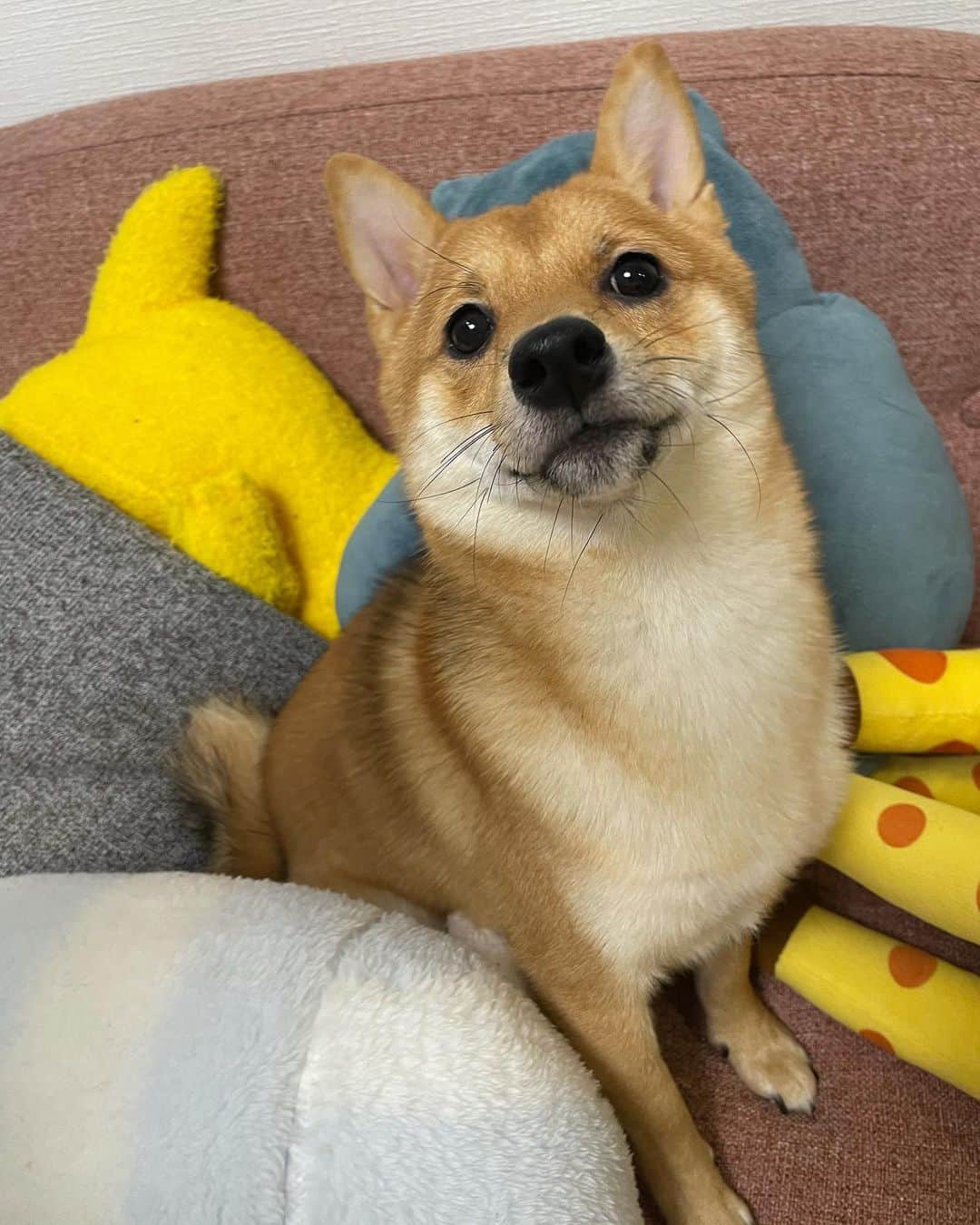 環奈（長沢菜々香の飼い犬）のインスタグラム：「おめめきゅるん👀✨  . . .  . . .  #豆柴#柴犬#日本犬#黒柴#黒豆柴#まめしば#しばいぬ#しば#しばすたぐらむ #こいぬ #柴  #ここ柴部#柴子犬 #shibalove #mameshiba #kuroshiba #shibainu #shiba #shibadog #shibastagram #shibastyle」