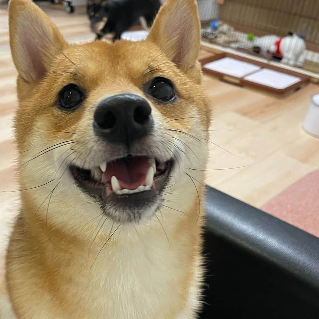 環奈（長沢菜々香の飼い犬）のインスタグラム：「にっこり😊  . . .  #豆柴#柴犬#日本犬#黒柴#黒豆柴#まめしば#しばいぬ#しば#しばすたぐらむ #こいぬ #柴  #ここ柴部#柴子犬 #shibalove #mameshiba #kuroshiba #shibainu #shiba #shibadog #shibastagram #shibastyle」