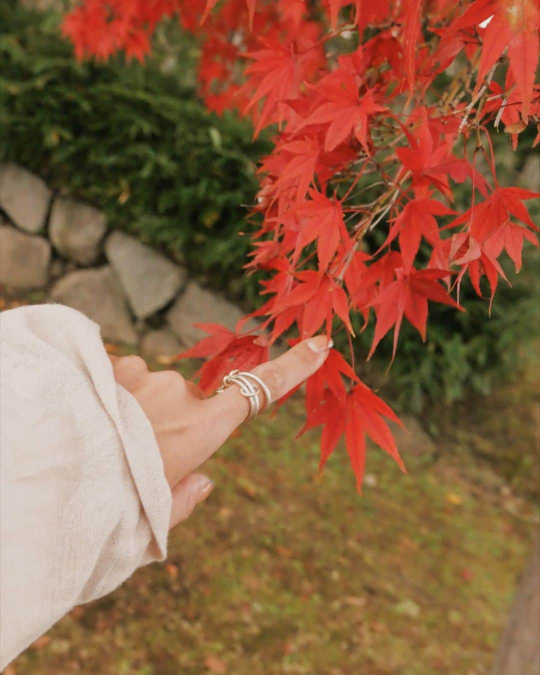 中川珠里さんのインスタグラム写真 - (中川珠里Instagram)「.﻿ 紅葉を見に金沢城公園から兼六園を周りました。﻿ ﻿ 今年は寒暖差があるから﻿ 紅葉の色づきも例年より綺麗なんだそう🍁﻿ ﻿ こんなに真っ赤な葉っぱは確かに見た事ないかも🙄﻿ ﻿ 最後の写真は、紅葉に紛れて﻿ ひっそり咲いていた10月桜🌸﻿ 地元の方があそこに咲いてるよ〜って﻿ 教えてくれました☺️﻿ ﻿ ﻿」11月9日 17時38分 - juri1104