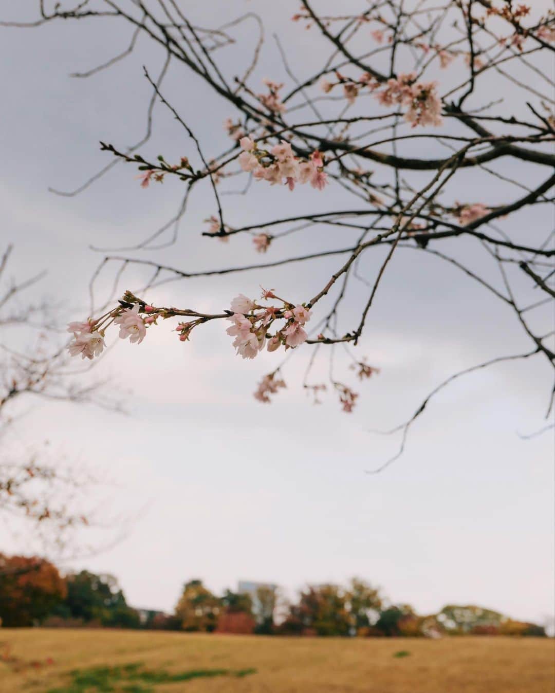 中川珠里さんのインスタグラム写真 - (中川珠里Instagram)「.﻿ 紅葉を見に金沢城公園から兼六園を周りました。﻿ ﻿ 今年は寒暖差があるから﻿ 紅葉の色づきも例年より綺麗なんだそう🍁﻿ ﻿ こんなに真っ赤な葉っぱは確かに見た事ないかも🙄﻿ ﻿ 最後の写真は、紅葉に紛れて﻿ ひっそり咲いていた10月桜🌸﻿ 地元の方があそこに咲いてるよ〜って﻿ 教えてくれました☺️﻿ ﻿ ﻿」11月9日 17時38分 - juri1104