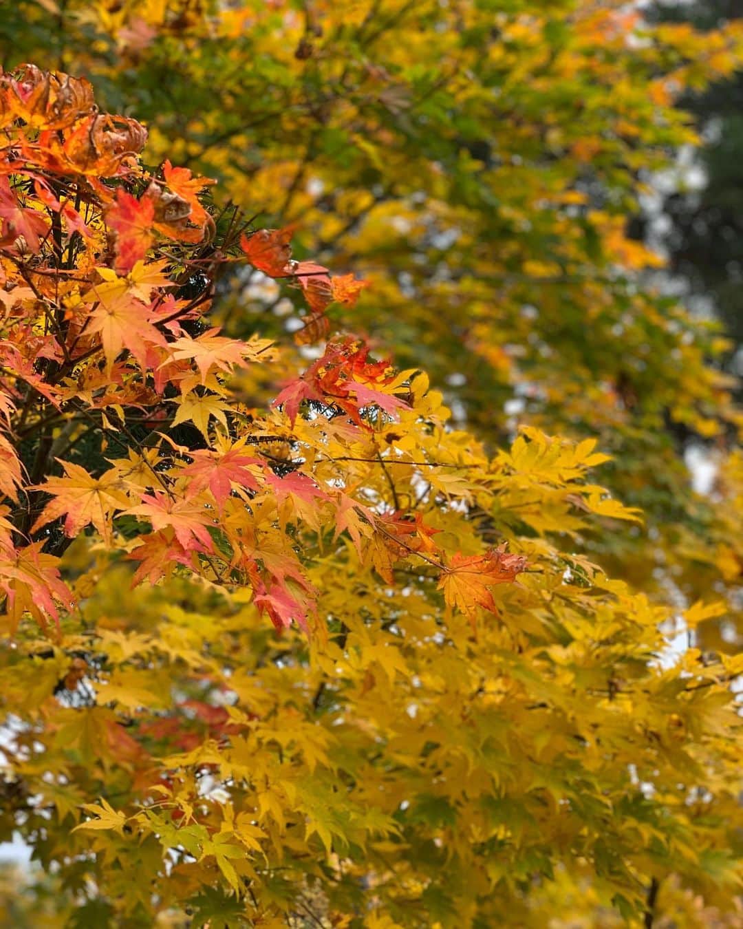 愛川アヤノさんのインスタグラム写真 - (愛川アヤノInstagram)「: : : たまたま紅葉なってるとこ発見🍁 : しぶい : : :」11月9日 17時52分 - loveriver_official