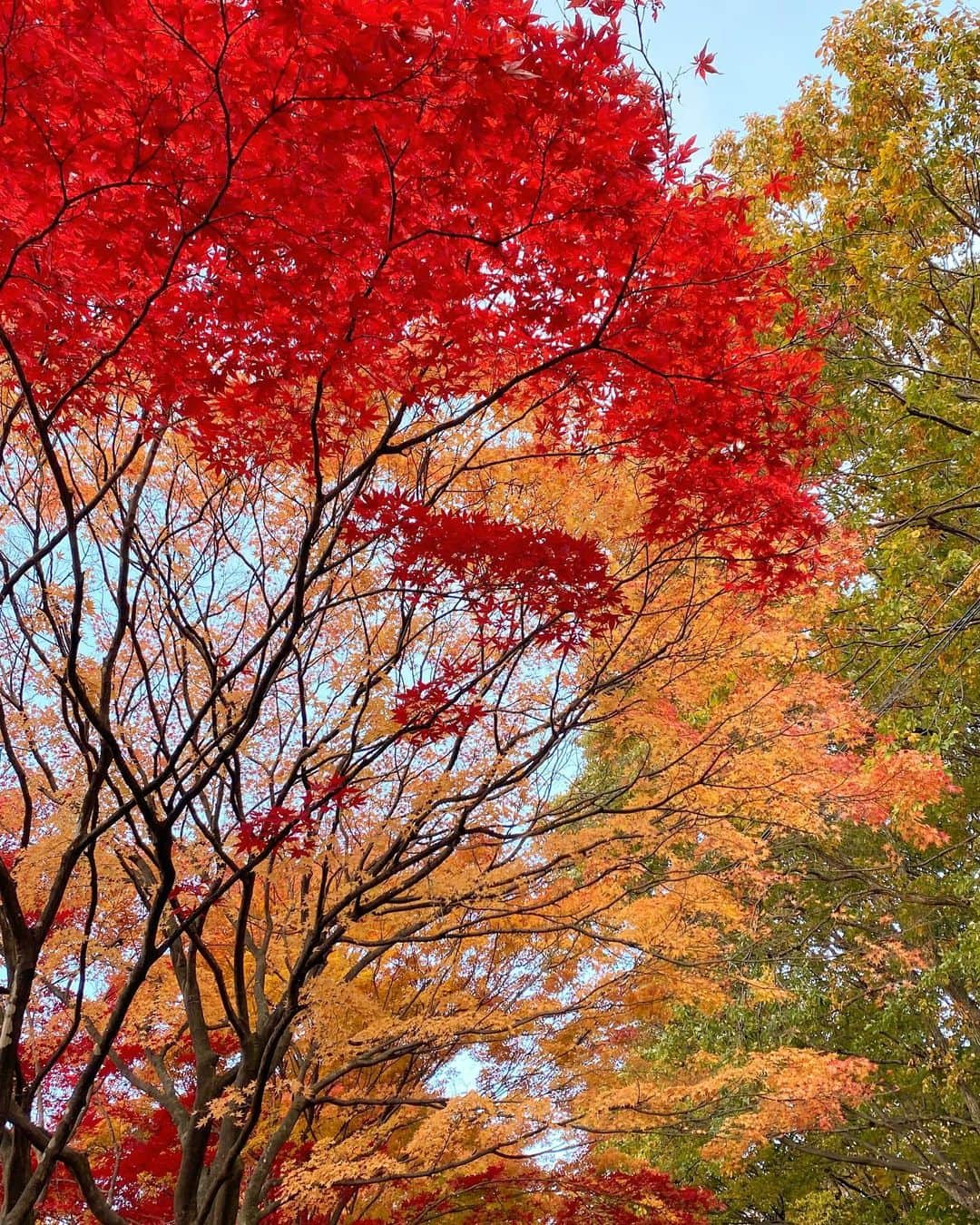河島未怜さんのインスタグラム写真 - (河島未怜Instagram)「この季節が一番好き  #紅葉狩り #秋真っ最中 #水面に浮かぶ紅葉 #日本の美しさよ #自然に癒される」11月9日 17時47分 - mirei_weather