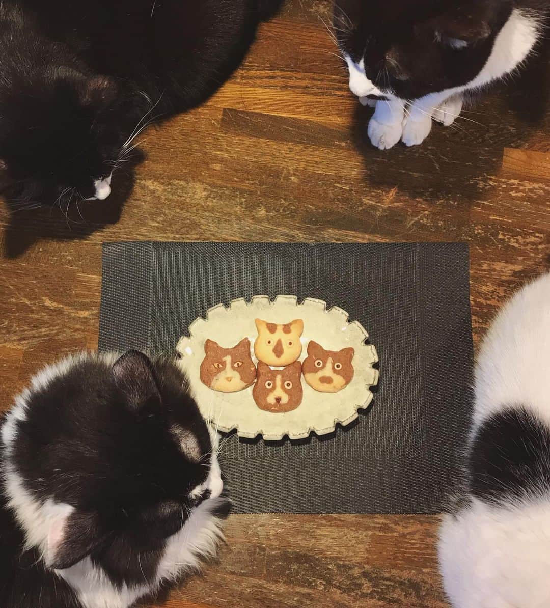 もじゃころのインスタグラム：「100万年ぶりの #cafe9456 です😺☕️  最近お店でディアマンクッキー🍪の販売を始めたので今日はその端っこの残り生地でグシコロファミリーを作りました😸（仕事そっちのけ）  2枚目は焼く前🍪3枚目は焼いた後🍪 焼いたらなんだか間伸びしちゃってちょっと間抜けな顔になっちゃったけど、初めてにしては可愛くできて満足です😸 誰から食べるか悩みすぎて悩みすぎて、今日はまだ結局食べてません🤣🤣🤣  最後にひとりひとり記念撮影📷  ばんどぅの顔は難しい…というか他の3匹が楽勝すぎだよな😂😂😂  #クッキー #cookies #🍪 #猫モチーフ」