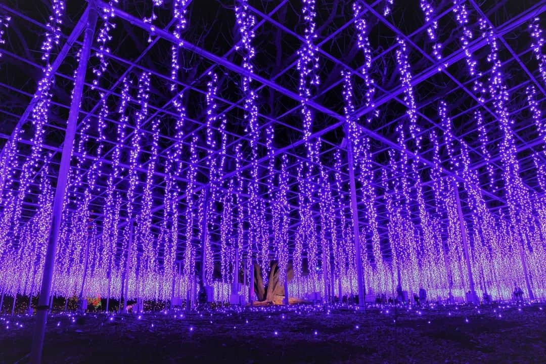 のインスタグラム：「. . 🚩Ashikaga Flower Park -  Ashikaga, Tochigi . . [Enjoy illumination at Tochigi Prefecture's Ashikaga Flower Park!] . Ashikaga Flower Park in Tochigi Prefecture is one of the largest illuminations in the Kanto area. It is a popular event held every winter. Would you like to visit the Ashikaga Flower Park with your family, friends and lovers? . . #visituslater #stayinspired #nexttripdestination . . . #tochigi #ashikaga #ashikagaflowerpark #あしかがフラワーパーク #winterjapan #japantrip #discoverjapan #travelgram #tobujapantrip #unknownjapan #jp_gallery #visitjapan #japan_of_insta #art_of_japan #instatravel #japan #instagood #travel_japan #exoloretheworld #ig_japan #explorejapan #travelinjapan #beautifuldestinations #japan_vacations #beautifuljapan #japanexperience」