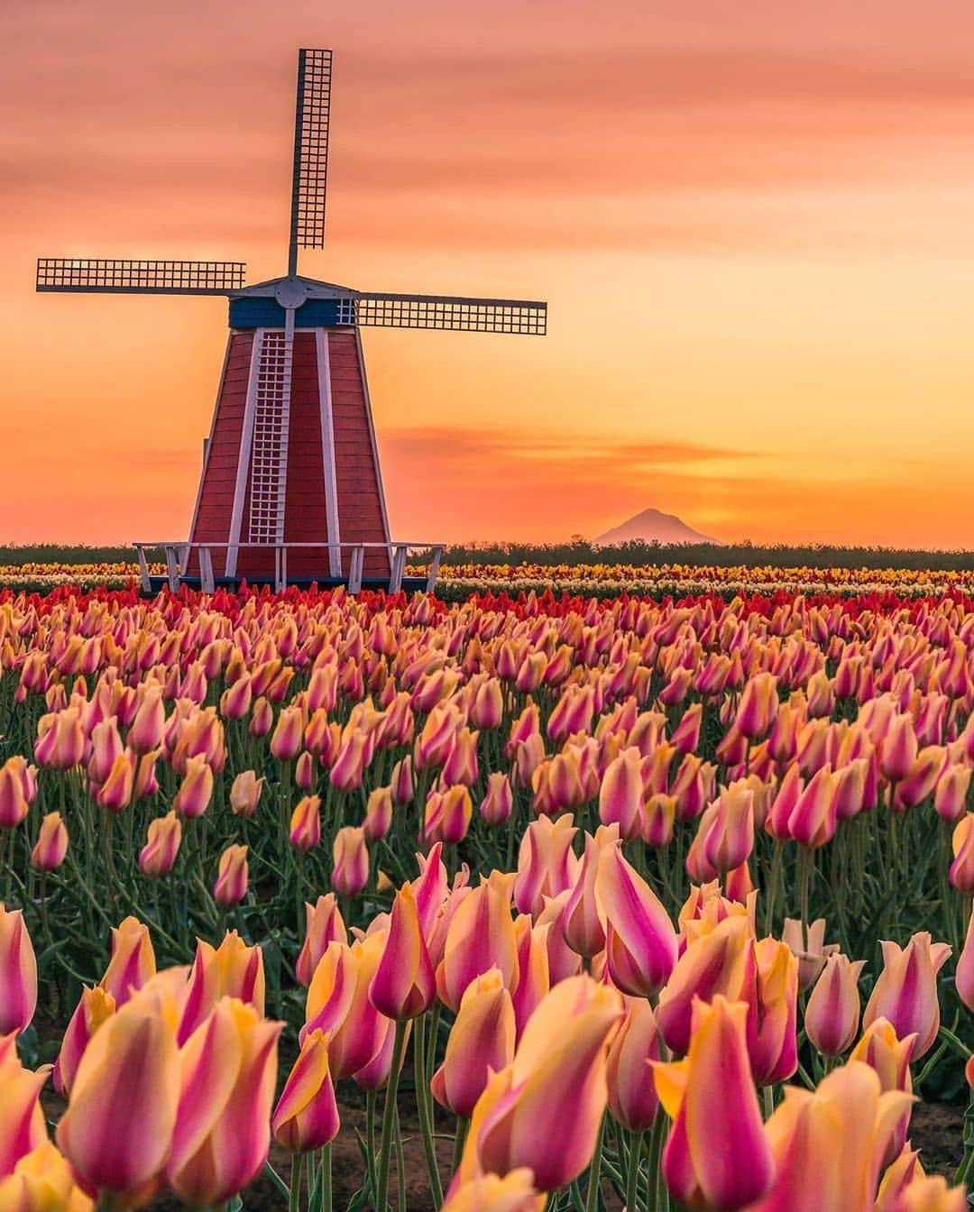 BEAUTIFUL DESTINATIONSさんのインスタグラム写真 - (BEAUTIFUL DESTINATIONSInstagram)「The Wooden Shoe Tulip Festival is the best way to see tulip fields in Portland, Oregon and is the perfect place for a family outing, a romantic date, or a fun trip with friends. Though currently not in season, you can mark your calendars for the festival on March 2021 to witness these tulips in full bloom. 😍  Where are the best spots to witness windmills and flower fields? 🌷  📸 @n1ck_on 📍 Wooden Shoe Tulip Farm, Oregon, US」11月9日 18時05分 - beautifuldestinations