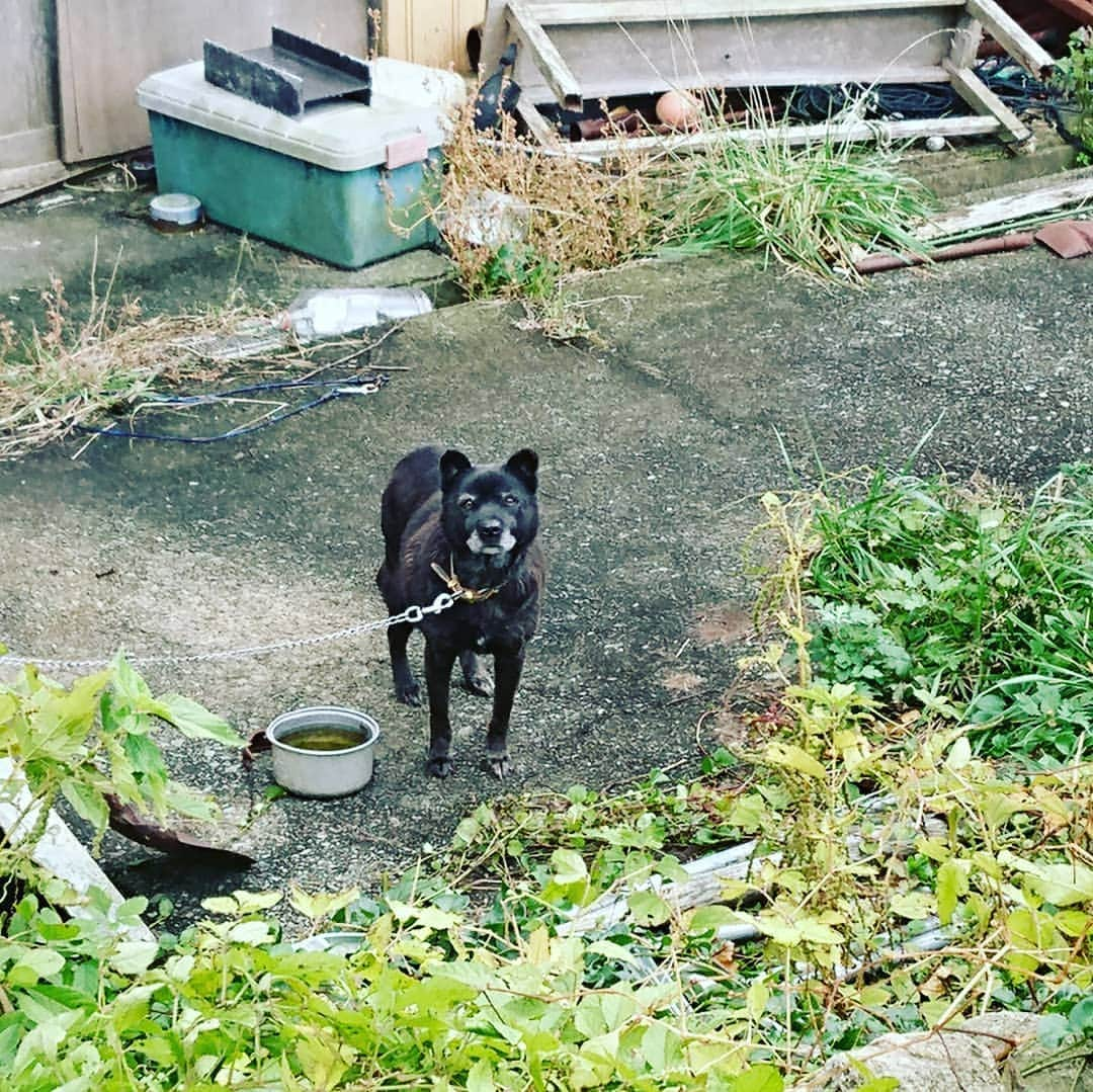 伊勢みずほさんのインスタグラム写真 - (伊勢みずほInstagram)「佐渡の国民宿舎 海府荘さんには再会したかったワンワンがいます！  甲斐犬×ラブラドールのジャック😍💘  お宿の奥様と一緒にお散歩させていただきました✨ 近所のヤギさんにあったり、ジャックの子供のハナちゃんに会ったり。。。  楽しくて嬉しくて、冬の日本海の荒波のしぶきを浴びながら、夢見心地のお散歩でした✨  大変よくしていただき本当にどうもありがとうございました💐 マスターのフレンチも朝御飯も最高です✨由美子さんの聡明なお話にもうっとりでした😍また色々教えて下さい！  また佐渡に帰ります☺️  #佐渡 #佐渡島 #sadoisland #sado #女子旅 #女子一人旅 #旅 #佐渡旅行 #佐渡最高 #海府荘 #ありがとうございました #感謝 #ラブラドール #甲斐犬 #わんこ #ラブラドールレトリーバー #ラブスタグラム #伊勢みずほ #日記 #やぎ #nodognolife #lovely #夢見心地 #夢のよう #夢 #フレンチが食べられる宿」11月9日 18時18分 - isemizuhoo