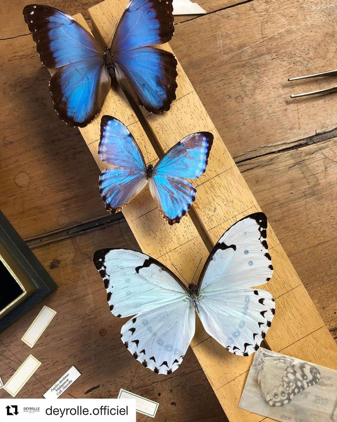 Sisterさんのインスタグラム写真 - (SisterInstagram)「#Repost @deyrolle.officiel with @get_repost ・・・ Par ici aussi...🦋work in progress #entomologie• • • • #cadresDeyrolle #naturearteducation #46ruedubac #sciencesnaturelles #naturelovers #cabinetdecuriosités #wunderkammer #collections #naturedesign」11月9日 18時15分 - sister_tokyo