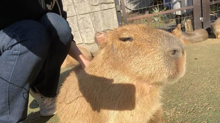 石丸千賀のインスタグラム：「先日カピバラさん達に会いに行ったんだ〜 相変わらずの一人旅やけん、飼育員さんに記念写真撮っていただいた ☺︎ →5枚目 ・ #カピバラ #capybara #伊豆 #伊豆シャボテン公園 #伊豆シャボテン動物公園 #動物園」