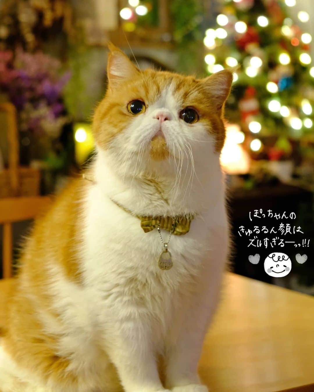 のインスタグラム：「🐯🤳 たぁいいお顔おねがいしまーす🙏 ってお願いしたら とびきりたぁいい顔してくれて かぁちゃん悶絶ちゅう♥️😭 ・ ・ ・ #クリスマス#クリスマスツリー #christmas#christmastree」