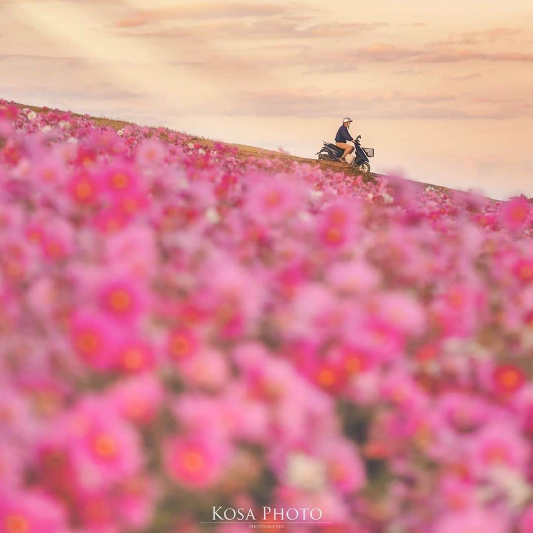 コサさんのインスタグラム写真 - (コサInstagram)「夕暮れにコスモス畑を🛵でドライブ〜🎵 . Location:兵庫 Hyogo / Japan🇯🇵 Date:2020年10月 . #コスモス #バイク #ap_japan_member #japan_bestsunset #unlimitedsunset #はなまっぷ #Japan_Daytime_View #sorakataphoto #s_shot #beautiful_photo_jpn #art_of_japan_ #tokyocameraclub #dpj_member #team_jp_ #IG_PHOS #photo_jpn #ptk_japan #pt_life_ #bestjapanpics #Lovers_Nippon #YourShotPhotographer #light_nikon #LBJ_Legend #広がり同盟メンバー #nipponpic_member #special_spot_legend #japan_of_insta #bestphoto_japan #Rox_Captures #kf_gallery_vip」11月9日 18時33分 - kosa_photo