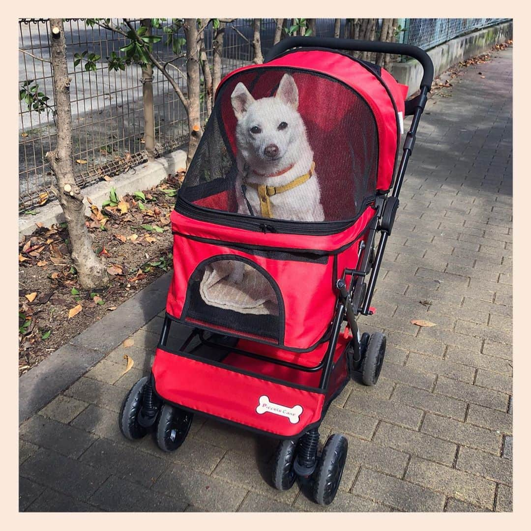 パンといっぴきさんのインスタグラム写真 - (パンといっぴきInstagram)「愛車🚗💨  #元保護犬 #雑種犬 #crossbreed #mixdog #キップル14歳　#ピッコロカーネ　#ピッコロカーネプリモ」11月9日 18時54分 - kwhr725