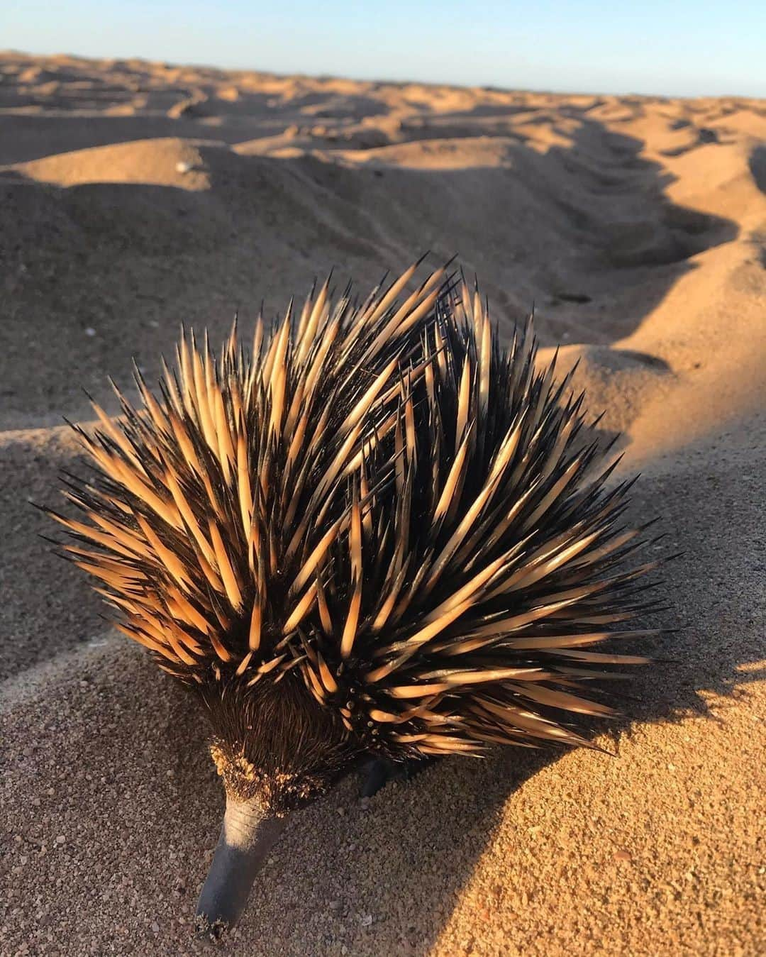 Australiaさんのインスタグラム写真 - (AustraliaInstagram)「Well, aren’t you looking sharp today, Eddie! 🤭 It’s a good thing @ak_drone_solutions_ was watching his step when he came across this camouflaged #echidna in the sand at @VisitBundaberg in @queensland. These fascinating mammals are unique to Australia and surprisingly they actually can swim, even though it’s quite a rare sight to see. You’ll find these quirky-looking critters in a diverse range of habitats; from snowy mountains and bushland to sandy beaches, so if you keep your eyes peeled you might be lucky enough to spot one in the wild yourself when travel permits. #seeaustralia #thisisqueensland #visitbundaberg #wildlife #holidayherethisyear」11月9日 19時00分 - australia