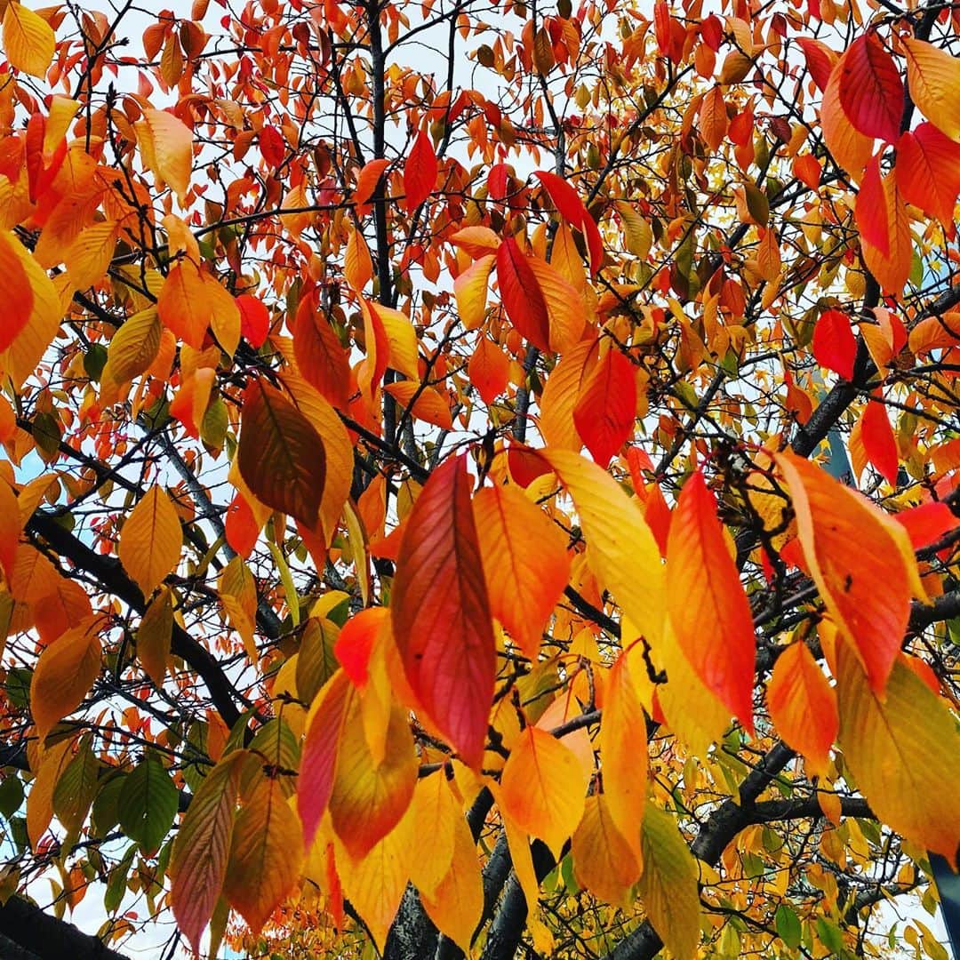 西川忠志さんのインスタグラム写真 - (西川忠志Instagram)「街路樹  今日は毎日放送でお仕事をさせて頂いてから NHK『おちょやん』撮影へ。  合間が3時間程ありましたので 歩いてNHKへ。  一昨日、立冬を迎え 街は着実に冬へ向かっておりました。  #街路樹 の葉の色づきの なんと素敵なこと。  写真は桜の木の葉。 桜の木もそれぞれの季節で 人々を楽しませ癒してくれますね。  街並みは #美術館 さながらです⭐️  #吉本新喜劇  #西川忠志  #感謝」11月9日 19時06分 - nishikawa_tada