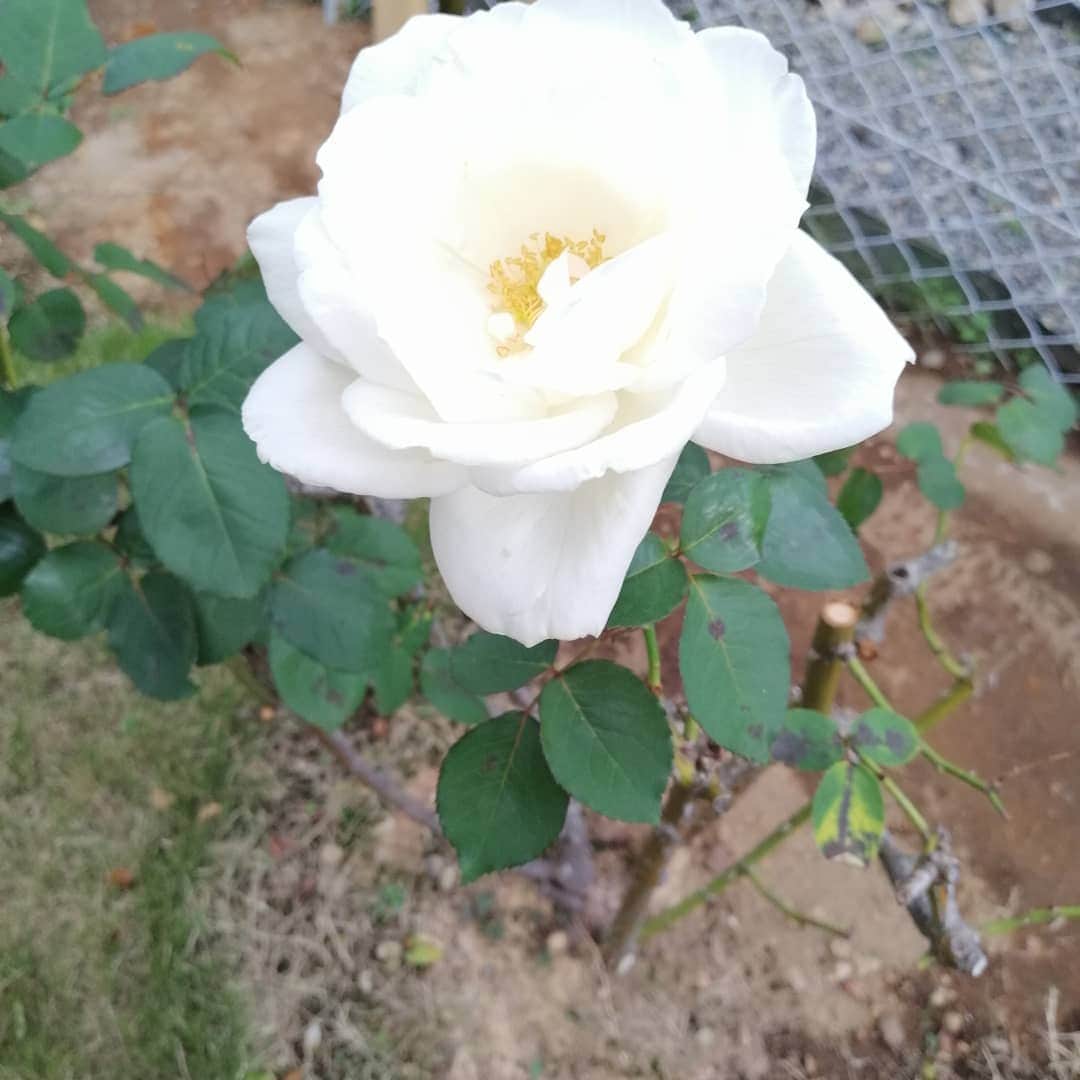 翠千賀さんのインスタグラム写真 - (翠千賀Instagram)「我が家の改装中のお庭。色とりどりの薔薇が美しく咲いてくれていて、すっごく嬉しい。棘のあるバラは本当に良い香り。私も色々めげずに頑張らなきゃと思ったよ。#薔薇 　#薔薇のある暮らし 　#いいかおり #癒やしの時間」11月9日 19時10分 - chika.midori
