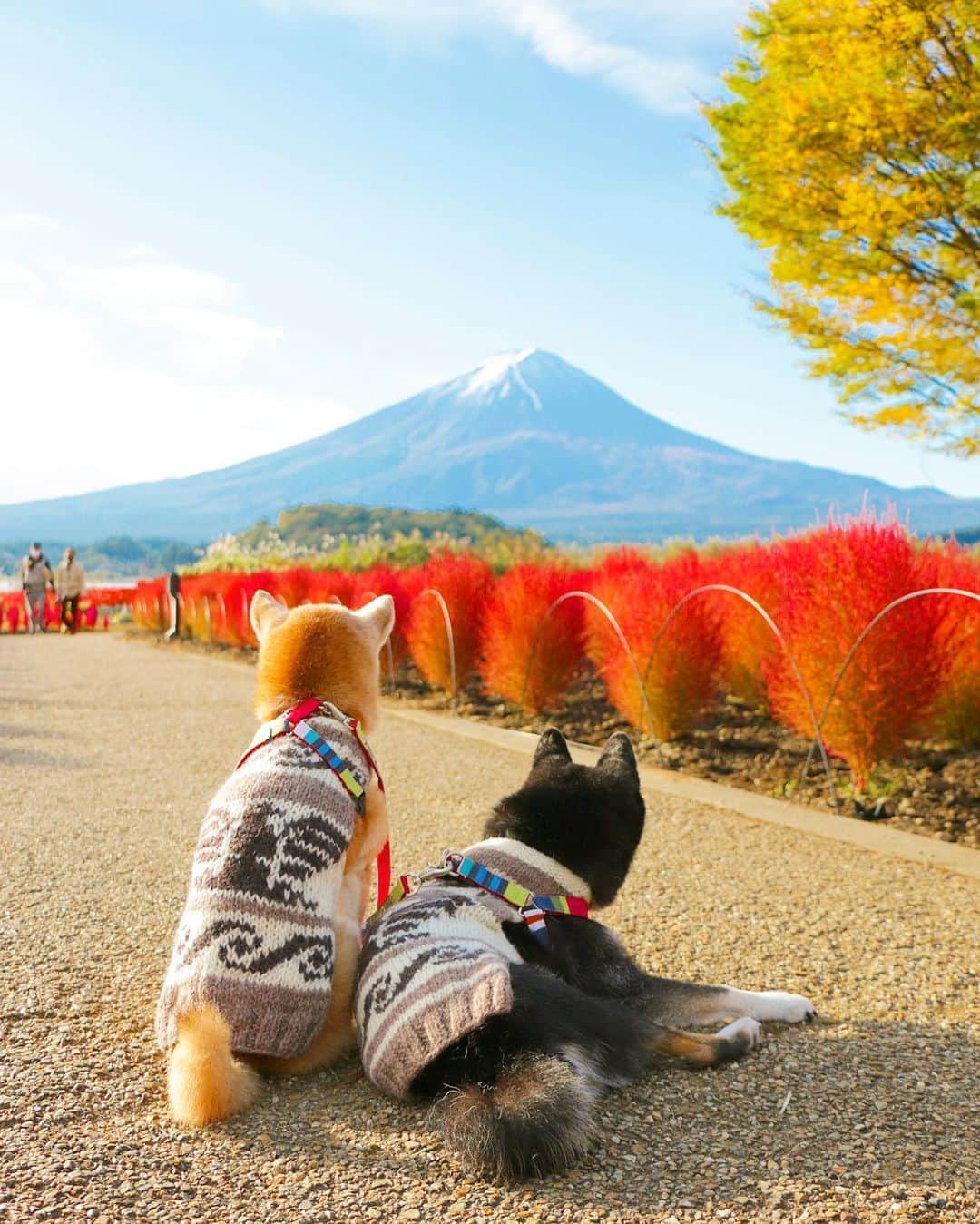 柴犬 けんしろう ゆりあのインスタグラム：「❤️🐶🗻🐶❤️  けんちゃんの足腰が弱くなってから 中高年の男性の方によく声をかけられます。  なんでも皆さん、他人事には思えないそうで(笑) いつも話の最後に「お互いがんばろうな」と けんちゃんの頭をぽんぽんしてもらってお別れするんです☺️  富士山とコキアを見に行ったこの日も 早朝から、この位置に三脚を立てた お高そうなカメラとレンズをお持ちの 中高年の男性陣にそんな風に声をかけてもらった上に けんゆりの撮影は邪魔になるかなぁと尻込みしてたら 邪魔じゃないよ、大丈夫だよ、ここから撮りなよ！ と、声をかけてくださって感動🥺  中には、このセーター編んだの？と そんな細かいことまで気がつく方がいて (セーターの横から毛糸が出てたり 手編み感満載っていうのもあるかな🤣) セーターで女性の方に声をかけてもらったことはありますが 男性でそんなところに気がつくなんて 写真を撮ってる方ってやっぱり繊細な視点を お持ちなんだなぁと感心しきりでした🥺 . . けんゆり富士山の旅 ようやくストーリーズ終了しました🙇‍♀️ . . Location:Yamanasi(2020.10月撮影)」
