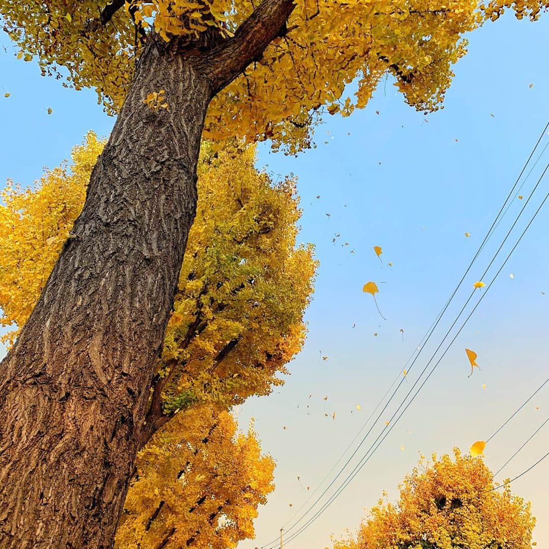 のインスタグラム：「가을을 만날 경우의 수🍂」