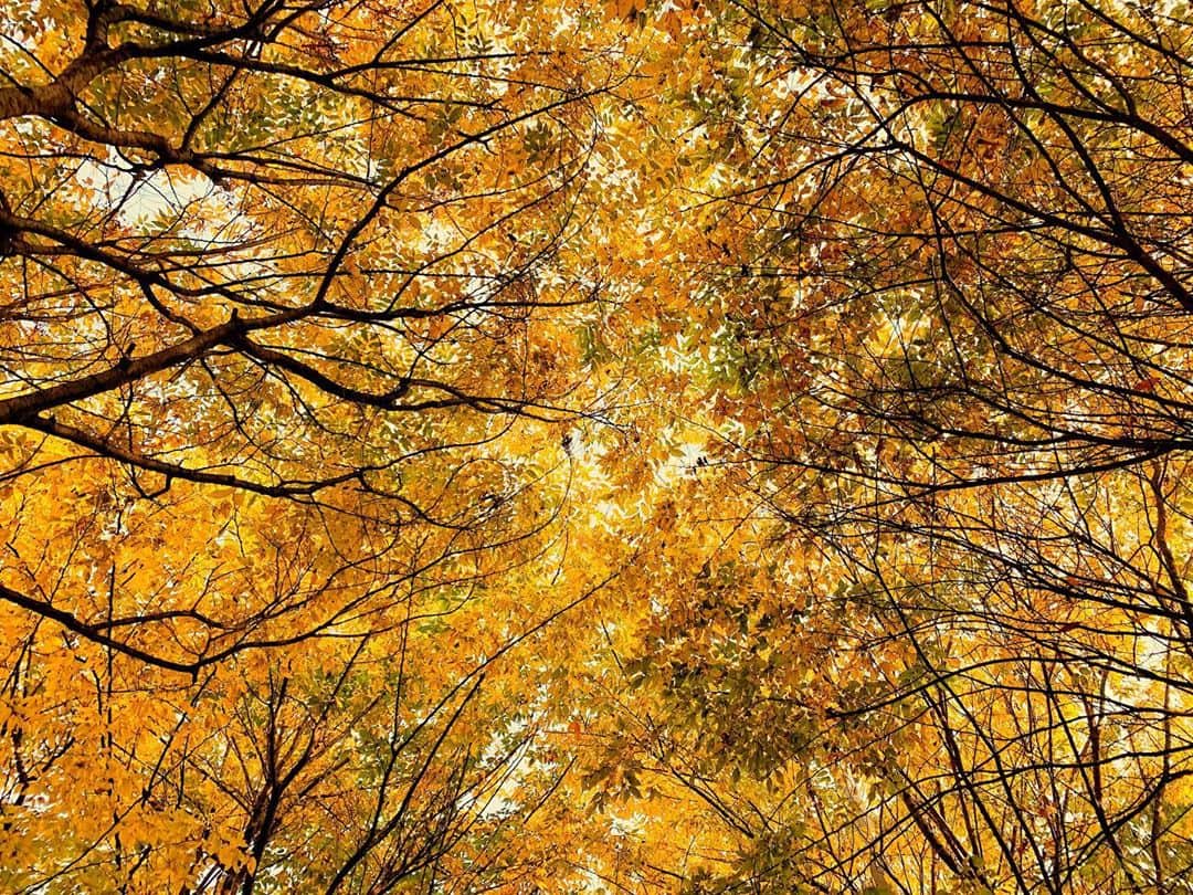 のインスタグラム：「가을을 만날 경우의 수🍂」